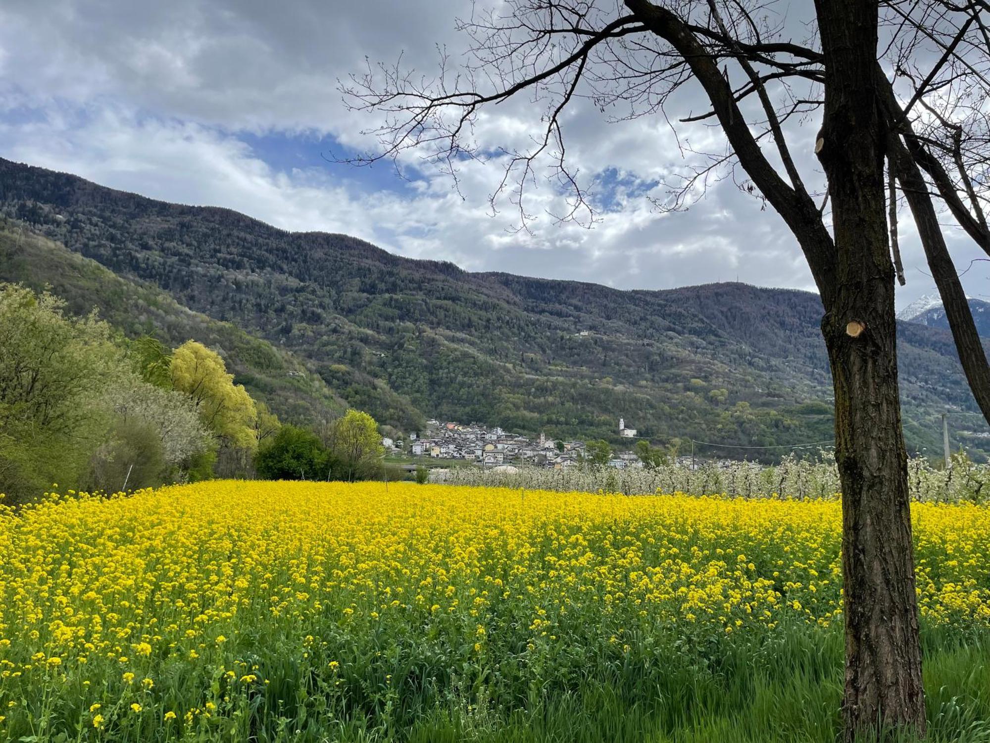 Ca Marasciol A 5 Minuti Dal Trenino Rosso Del Bernina Express Villa di Tirano Exterior foto